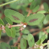 ボンド草の正式名称はコニシキソウ！　毒性のある白い液を出す植物の駆除にはアリが鍵？