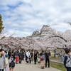 今年の姫路城の桜