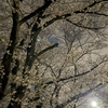 桜が満開！！！🌸