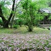 今日は「花の御寺」で有名な奈良県にある長谷寺へいってきました。