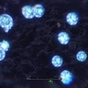 【MHW】環境生物：オソラノエボシ【調査】