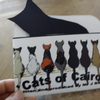 Cats of Cairo　＠CBS(Cairo British School)