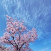 今日の桜