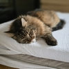 「猫付き」の猫😸