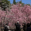 題名「梅に誘われて」