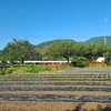 秋晴れ☀空き地の除草＆そばきり蕎麦