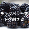 ブラックベリー栽培　トゲ刺さる