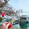 琵琶湖×花見といえば「海津大崎桜クルーズ」