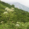 亜高山植物
