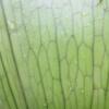 フラリエの珍しい植物たち