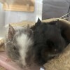 くろごまあん二世 208日目