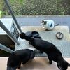 今朝はひさびさの野良猫にゃんトリプルに