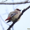 日本　この冬の野鳥たち