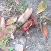 エンジョイエコきっぷで行く、天保山チキンカツとボートレース。(金曜日、曇り時々晴れ)