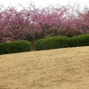 茅ケ崎公園河津さくら