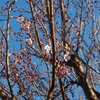 「桜」の撮影　2023年3月15日　(機材:　LAOWA Argus 25mm F0.95 MFT APO、OLYMPUS PEN E-PL8 )