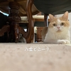 雨田甘夏、牡丹餅です。【猫と収穫とタイミング事情】