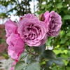 初めての開花　シャドウオブザムーン