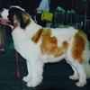 ST. BERNARD