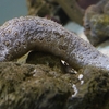 ジャノメナマコ / Leopard sea cucumber