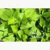 【４月の庭】広がりはじめた緑