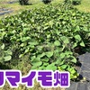 【嬉しい収穫】GWに植えたさつまいもで芋掘り大会！2022年