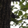 ジィちゃんと探鳥、雨の伊香保森林公園…/2022-06-14