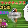 0708【昭和記念公園バードサンクチュアリ行ってみたが・・・】ツバメ巣立ち、カイツブリ、カワセミ、ツミ、カルガモ親子など【今日撮り野鳥動画まとめ】身近な生き物語