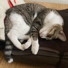 まあるくなって、安心して：保護猫日記。5歳0ヵ月（265週）