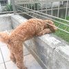 お庭BBQがやりたいので、まずは愛犬脱走防止策