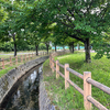 ロケハン 歌の森運動公園&富山県立大学ひまわり畑