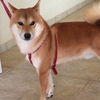 柴犬 時晴が行く！〜 ちょっぴり大人になりました