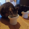 おっさん、猫さんのケージの使用をためらう