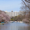 【お花見・紅葉28】井の頭公園の弁財天と桜