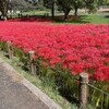 彼岸花を見にかみさんと自転車で水元公園と、帰りに MARK IS 葛飾かなまち