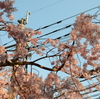福岡では一部桜が