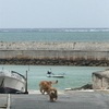 久米島 初日