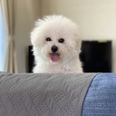 ビションフリーゼ犬と暮らす