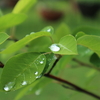 雨の日の花たちを