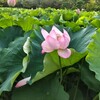 夏休みあれこれ