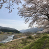 図書館の裏の桜