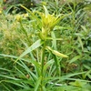 梅雨に入り植物日々成長