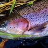 魚が沢山釣れるほど、喜びは小さくなる。