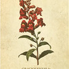 SNAPDRAGON｜金魚草 Graciousness & Benevolence