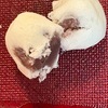 高知　野根まんじゅう