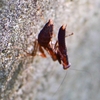 １０月２５日はヒナカマキリ対決