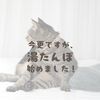 今更ですが、湯たんぽ始めました！