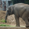 アジアゾウ Elephas maximus