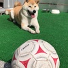 大和とサッカーで遊んだよ(^^)