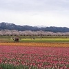 富山で春を感じる花の名所「砺波チューリップ公園」と「あさひ舟川『春の四重奏』」|2023年4月富山＆新潟②